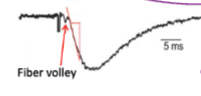 <p>opposite of whole cell EPSP</p>