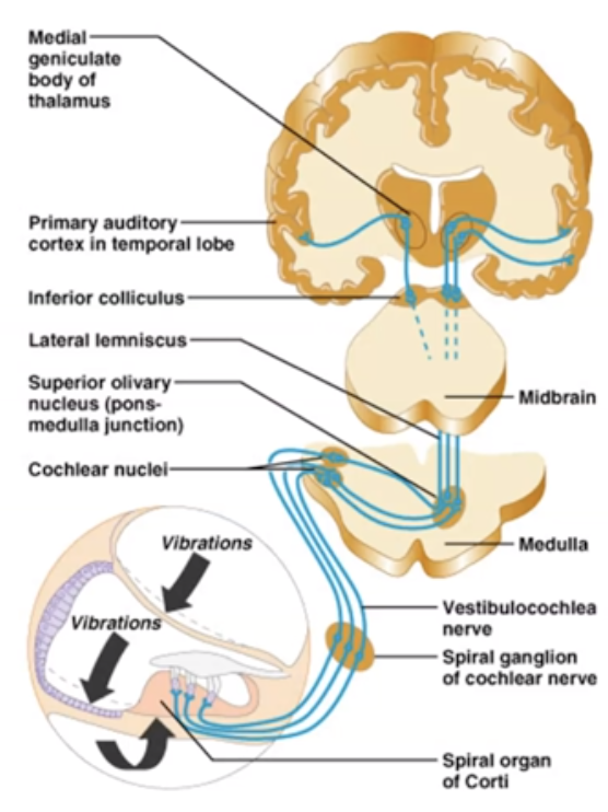 <p>What does information go from cochlear nerve?</p>