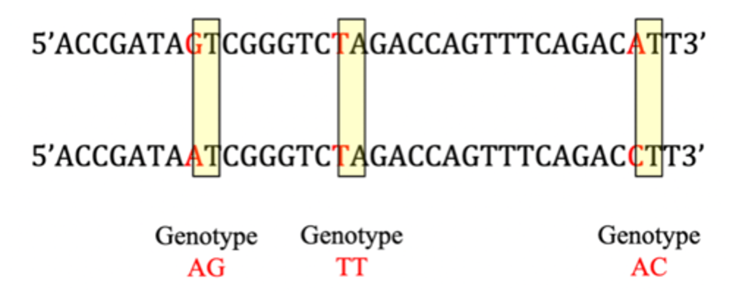 <p>- combination of alleles at a locus</p>