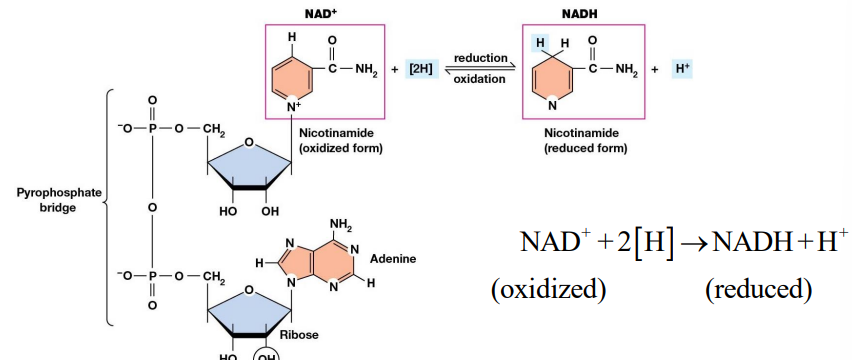 <p>Most common coenzyme serving as an electron acceptor. </p><p>Adds 2 electrons and a proton to its aromatic ring, generating NADH plus a proton</p>