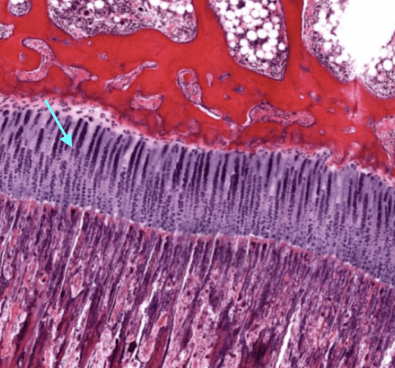 <p>cartilage cells undergo mitosis</p>