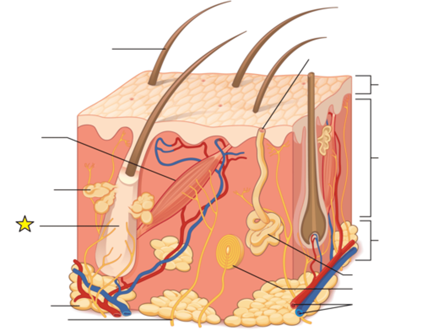 <p>Regulates hair growth via a complex interaction between hormones, neuropeptides, and immune cells.</p>
