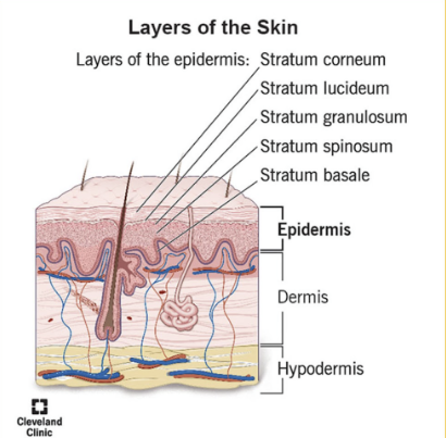 <p>Components</p><p>Most Superficial</p><ul><li><p>Epidermis:</p><ul><li><p>4-5 layers of stratified squamous epithelium</p></li></ul></li><li><p>Dermis: 2 layers</p><ul><li><p>papillary layer → papillae, areolar tissue</p></li><li><p>reticular layer → dense connective tissue</p></li></ul></li><li><p>Hypodermis (not apart of integumentary system)&nbsp;</p><ul><li><p>underlying subcutaneous layer of adipose + areolar connective tissue</p></li></ul></li></ul><p></p>