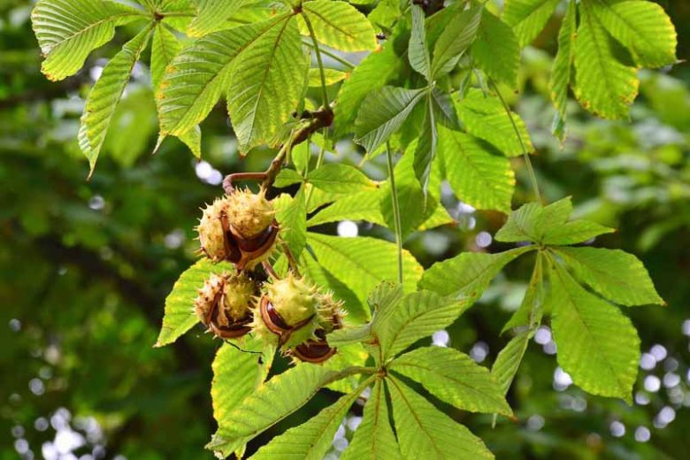 <p>Oppositely arranged, palmately compound (5-7 leaflets finely serrated and widest near tip), long petioles, underleaf paler green, huge imbricate resinous terminal buds, smaller resinous lateral buds, large chestnut-like fruits, prone to leaf scorch and blight</p>