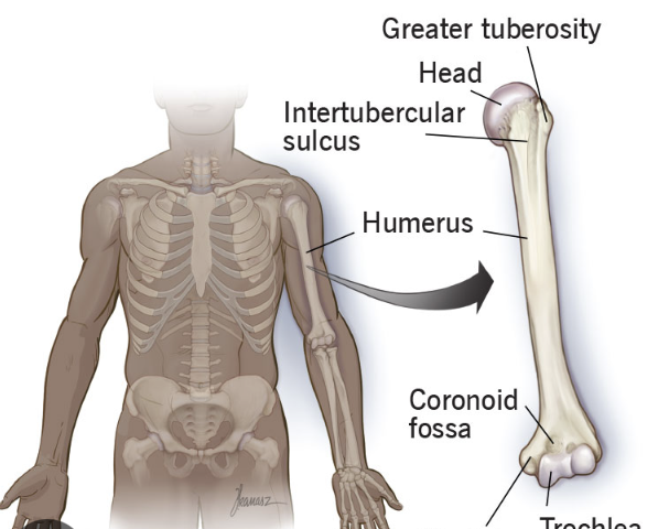 <p>Upper arm bone </p>