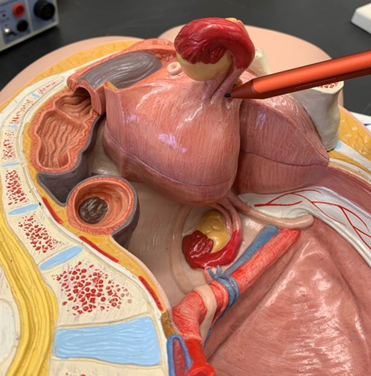 <p>the narrowest part of the uterine tube immediately adjacent to the uterus</p>