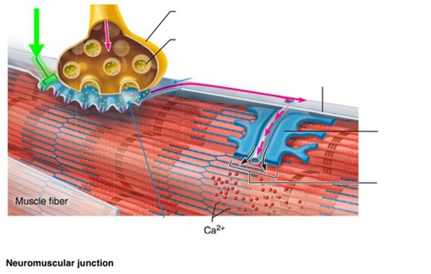 <p>Action Potential impulse travels down the sarcolemma membrane and all over the muscle cell</p>