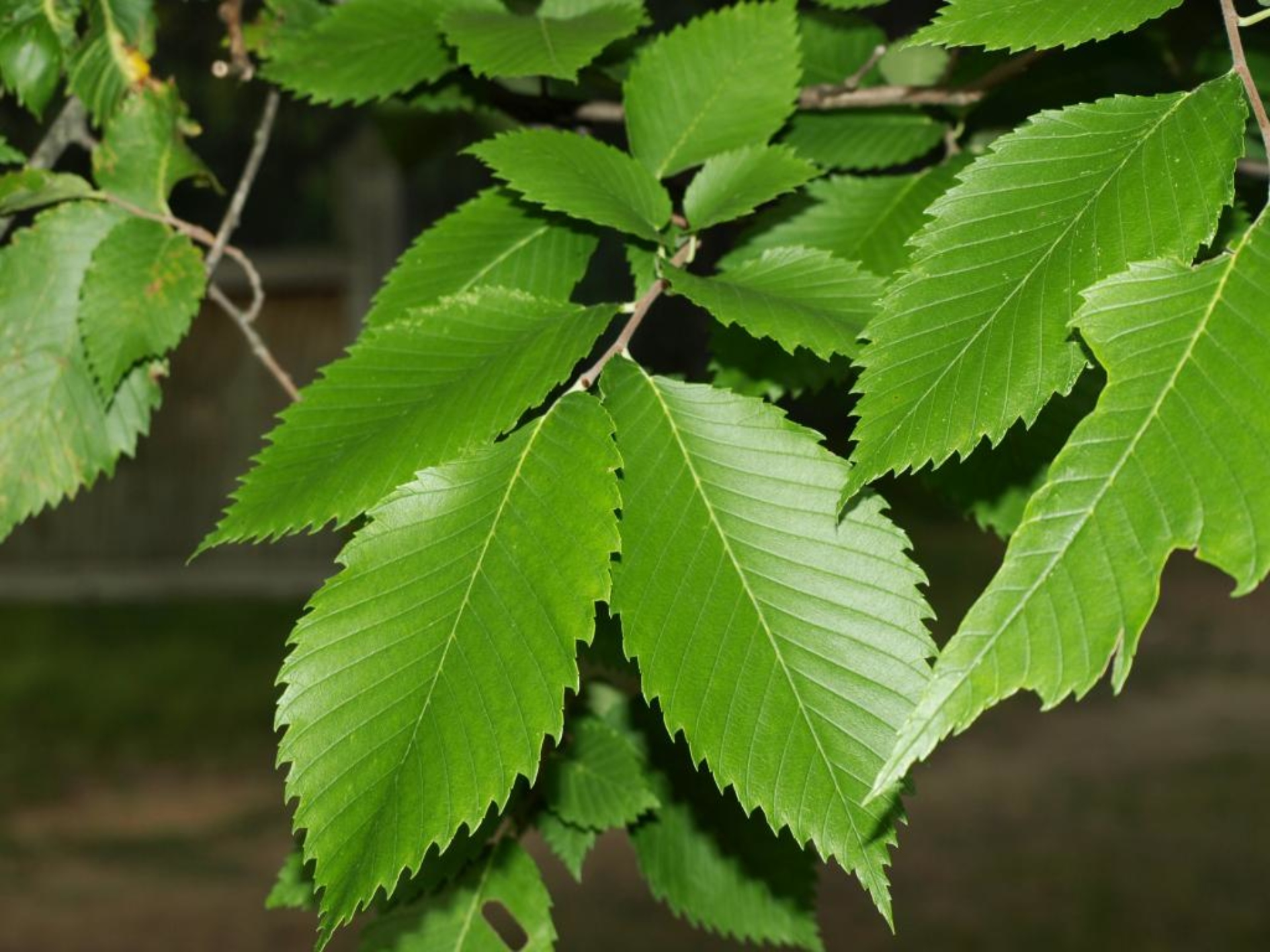 <p>American elm</p>