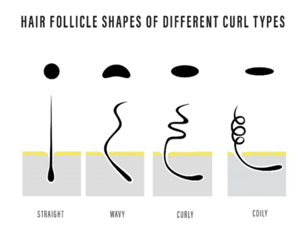 <p>texture of hair is dictated by</p>
