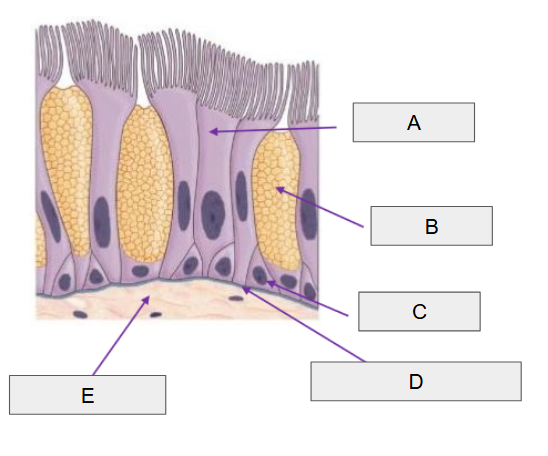 <p>B</p>