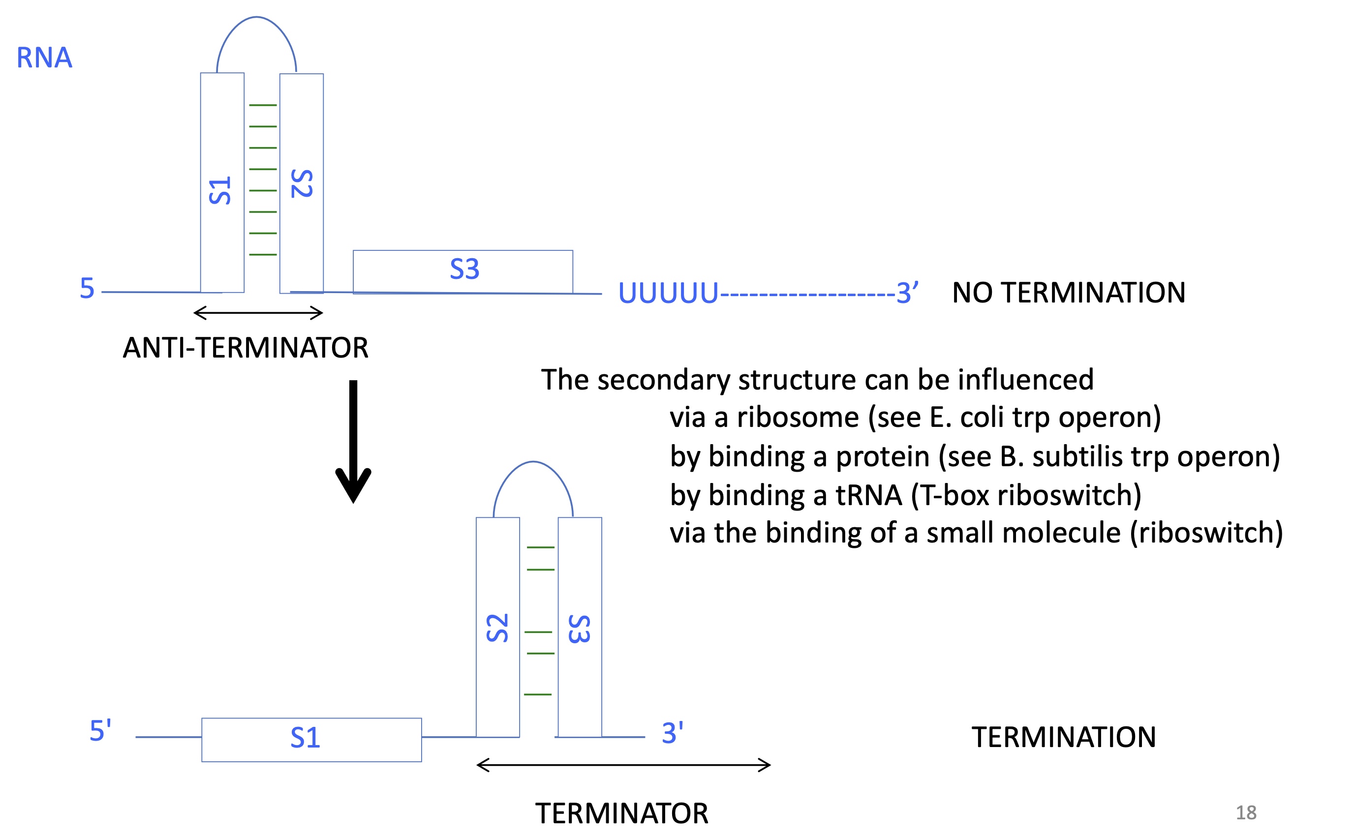 <p>terminator stem loop structure —&gt; two palindromic sequences hybridise upstream of the U rich region </p><p>anti-terminator stem loop structure —&gt; two palindromic sequences hybridise before a sequence upstream of U rich region </p>