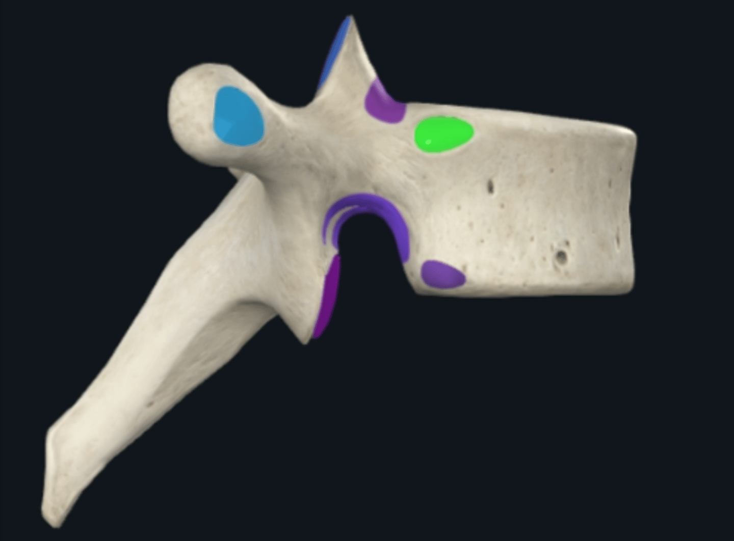 <p>For typical thoracic vertebra (T1-T12) (green)</p>