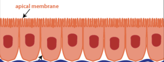 <p>Api-cal surface</p>