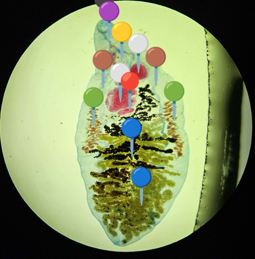<p><span data-name="butterfly" data-type="emoji">🦋</span><span data-name="pig" data-type="emoji">🐷</span><span><span> </span></span><strong><em>Dicrocoelium dendriticum</em></strong></p><p></p><p></p><p><span>🧩🦠 </span><strong>Organelle:</strong></p><p></p><ul><li><p><span>⚫</span> - przyssawka gębowa;</p></li></ul><p></p><ul><li><p><span>🟣</span> - gardziel i przełyk;</p></li></ul><p></p><ul><li><p><span>🟡</span> - przyssawka brzuszna;</p></li></ul><p></p><ul><li><p><span>️⚪</span> - jądra;</p></li></ul><p></p><ul><li><p><span>🔴</span> - jajnik;</p></li></ul><p></p><ul><li><p><span>🟤</span> - jelito;</p></li></ul><p></p><ul><li><p><span>🟢</span> - żółtniki;</p></li></ul><p></p><ul><li><p><span>🔵</span> - macica.</p></li></ul><p></p><p></p><p><span>😷❓ </span><strong>Parazytoza:</strong> <em>Dikrocelioza</em></p>