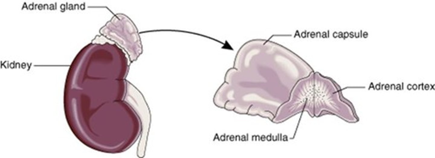 <p>Produce hormones for stress response and metabolism.</p>