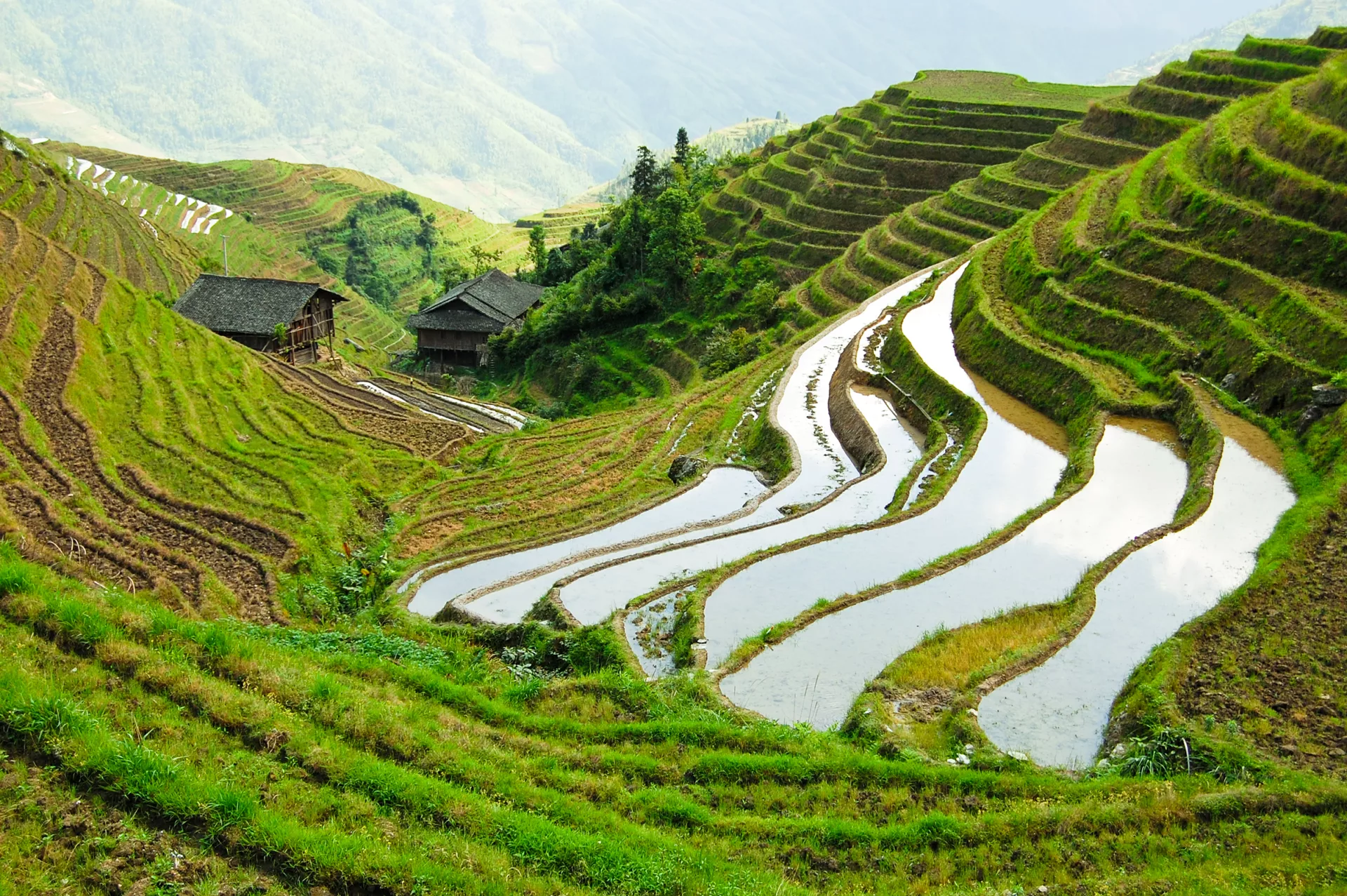 <p>It became widespread in China during the Han dynasty. It allowed farmers to <strong>cultivate crops on steep slopes</strong>, which allowed them to take advantage of their <strong>mountainous region</strong>. It also prevented soil erosion and conserved water.</p><p>**China wasn’t the only region that used it. This was a common practice in many different parts of the world including the Americas.</p>