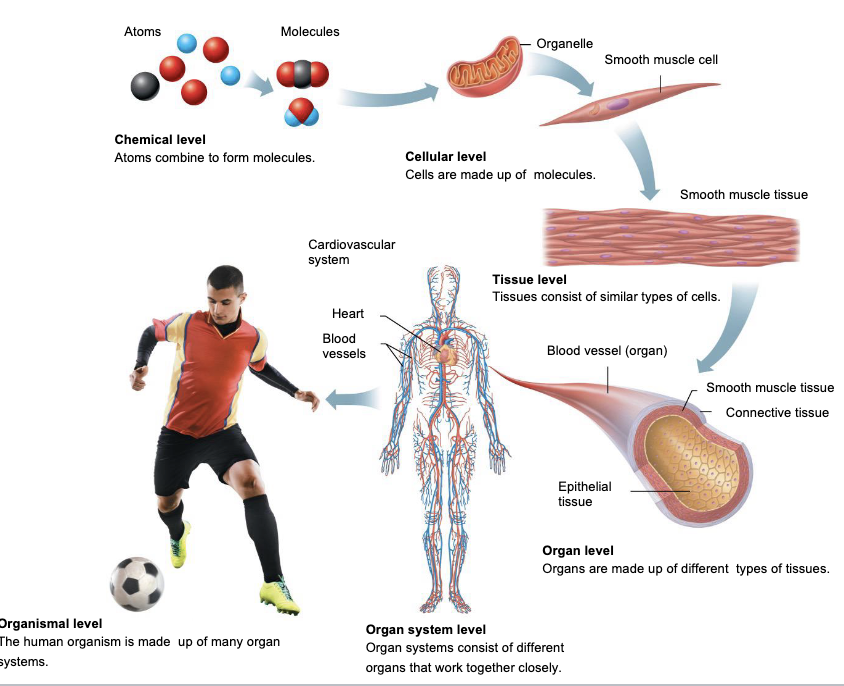 <p>correlation between STRUCTURE and FUNCTION</p>