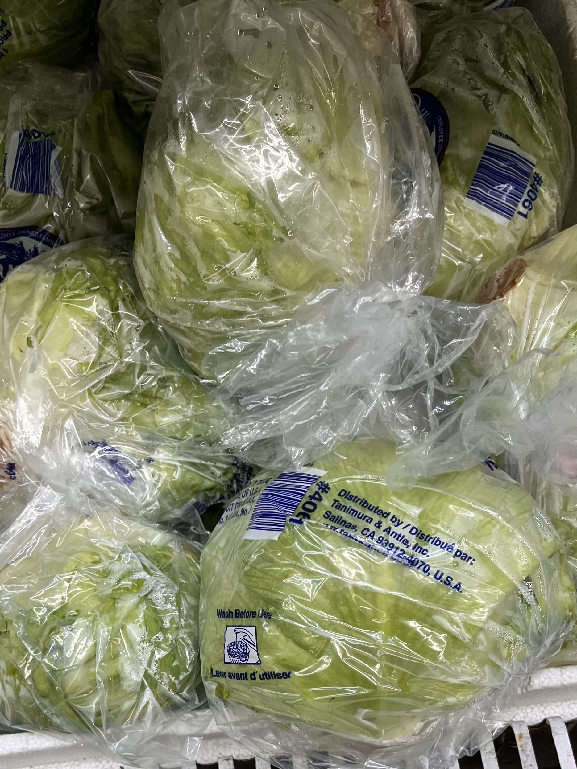 <p>LETTUCE</p>