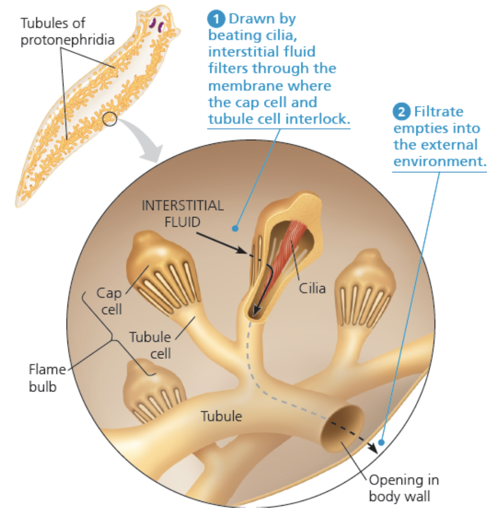 <ul><li><p>Har “flame bulbs” system, forgreiningar i kroppen med nesten lyspærer i kvar ende. Desse har ciliar i seg som filtrerar den intetstitielle væska, og filtratet går ned i røyrsystemet og ut </p></li></ul>