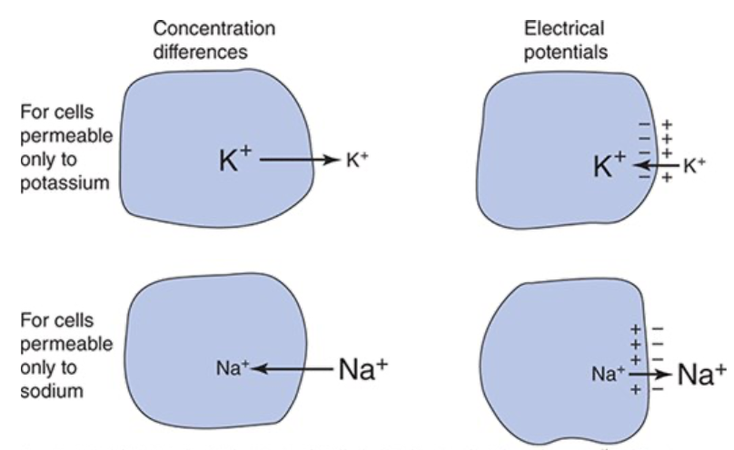 <ul><li><p><span>K+ more concentrated inside the cell so K+ diffuses out of the cell</span></p></li><li><p><span>Negative charges, such as protein anions, cannot leave the cell because membrane isn't permeable to them</span></p></li><li><p><span>K+ efflux makes cytoplasm at the inside surface of the cell membrane more negative and the interstitial fluid just outside the cell membrane more positive</span></p></li><li><p><span>K+ is attracted to negative charge so electrical potential created across the membrane that tends to attract it back into the cell</span></p></li></ul><p></p>
