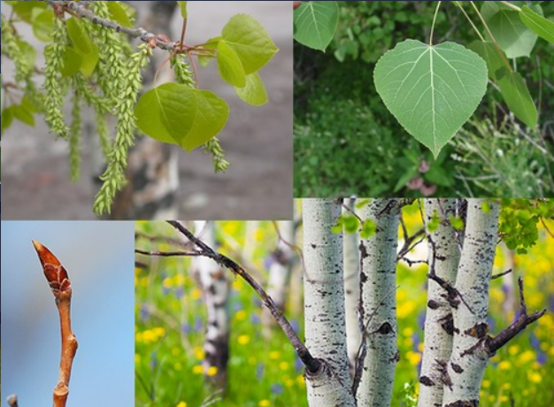 <p>- Petiole flattened perpendicular to the plane of the leaf</p><p>- Leaves nearly circular</p><p>- Buds with overlapping scales</p><p>- Catkins drooping</p>