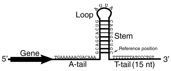 <ul><li><p>no protein required, based on nucleotide sequence</p></li><li><p>RNA folds into hairpin with G-C rich stem followed by string of U</p></li><li><p>rU-rA bonds stronger than rU-dA —> weakest interaction left with DNA causing dissociation</p></li></ul><p></p>