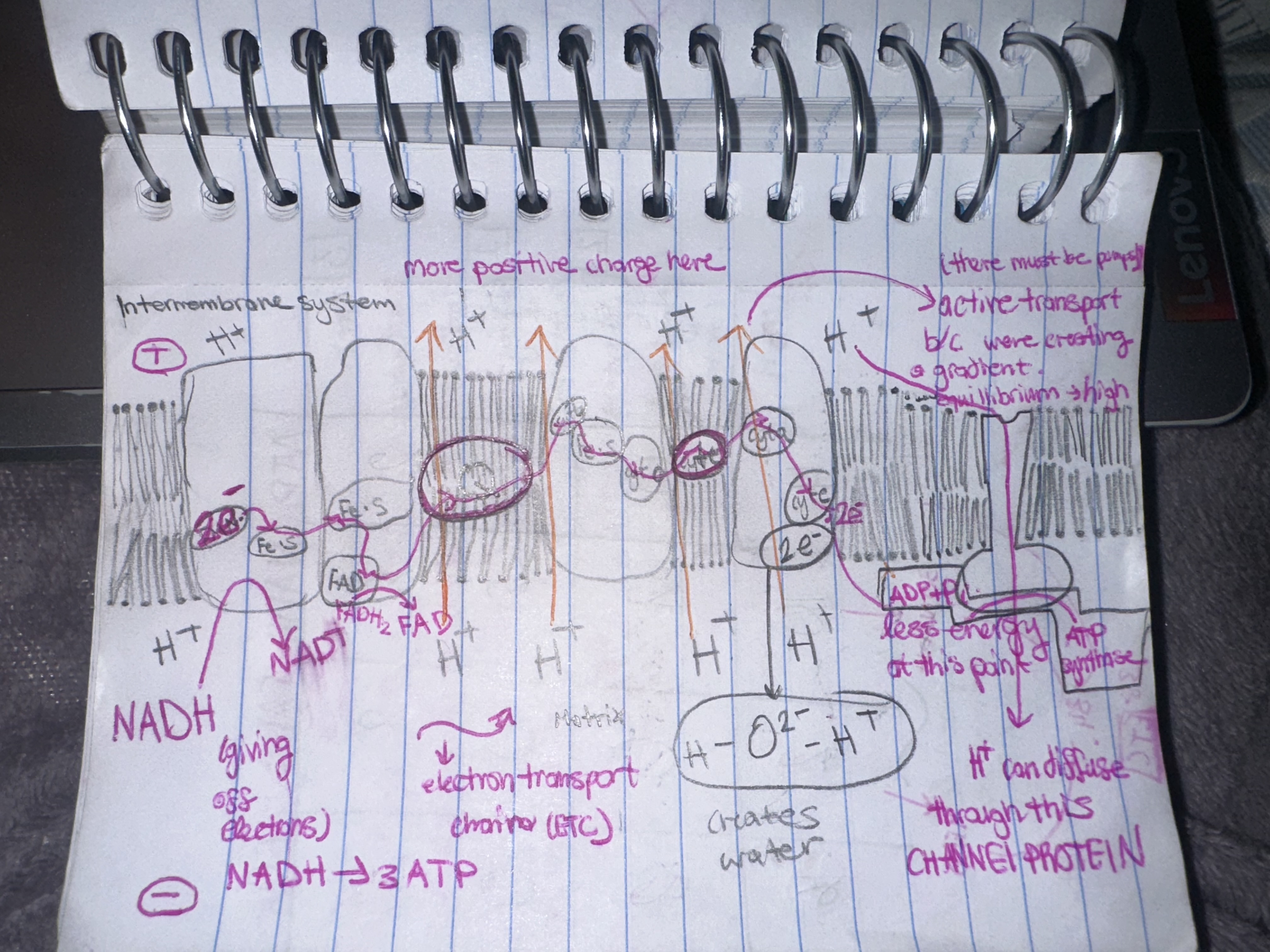 <p>THE ETC breakdown</p>