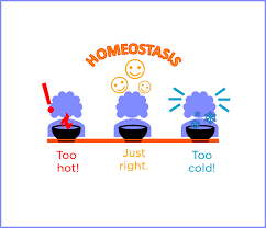 <p>Maintaining a stable internal condition </p>