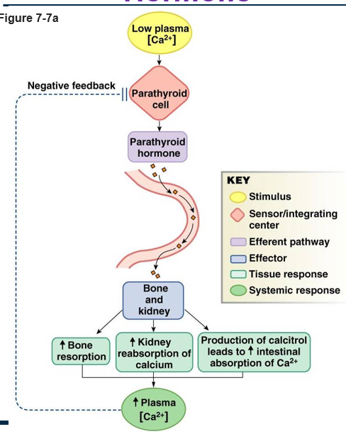 <p><u>input</u>: low concentration of blood Ca2+</p><p><u>integrating center</u>: parathyroid cell</p><p><u>efferent pathway</u>: parathyroid hormone released into bloodstream</p><p><u>effector</u>: bone and kidney</p><p><u>response</u>:</p><ul><li><p>increase bone resporption (release Ca2+)</p></li><li><p>increase kidney reabsorption of Ca2+</p></li><li><p>produce calcitrol → increase intestinal absorption of Ca2+</p></li></ul><p>increase concentration of blood Ca2+ (negative feedback)</p>