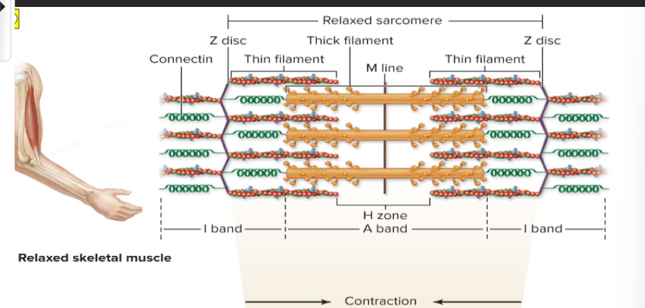 <p>In the relaxed state, thin and thick filaments overlap only slightly at ends of A band</p><p>Sliding filament model of contraction states that during contraction, thin filaments slide past thick filaments, causing actin and myosin to overlap more</p><p>Neither thick nor thin filaments change length, just overlap more</p>