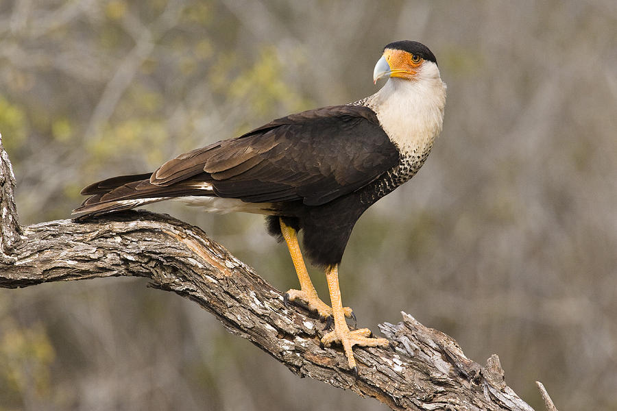 <p>Crested Caracara</p>