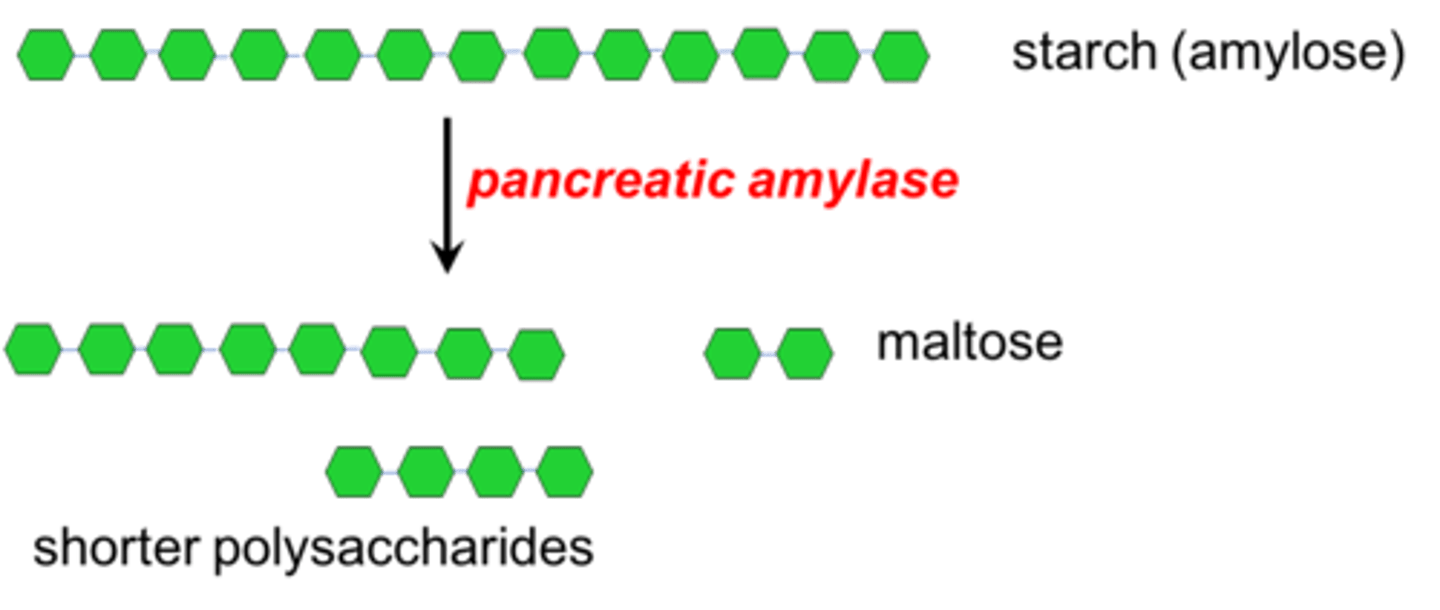 <p>breaks down starch --&gt; maltose</p>