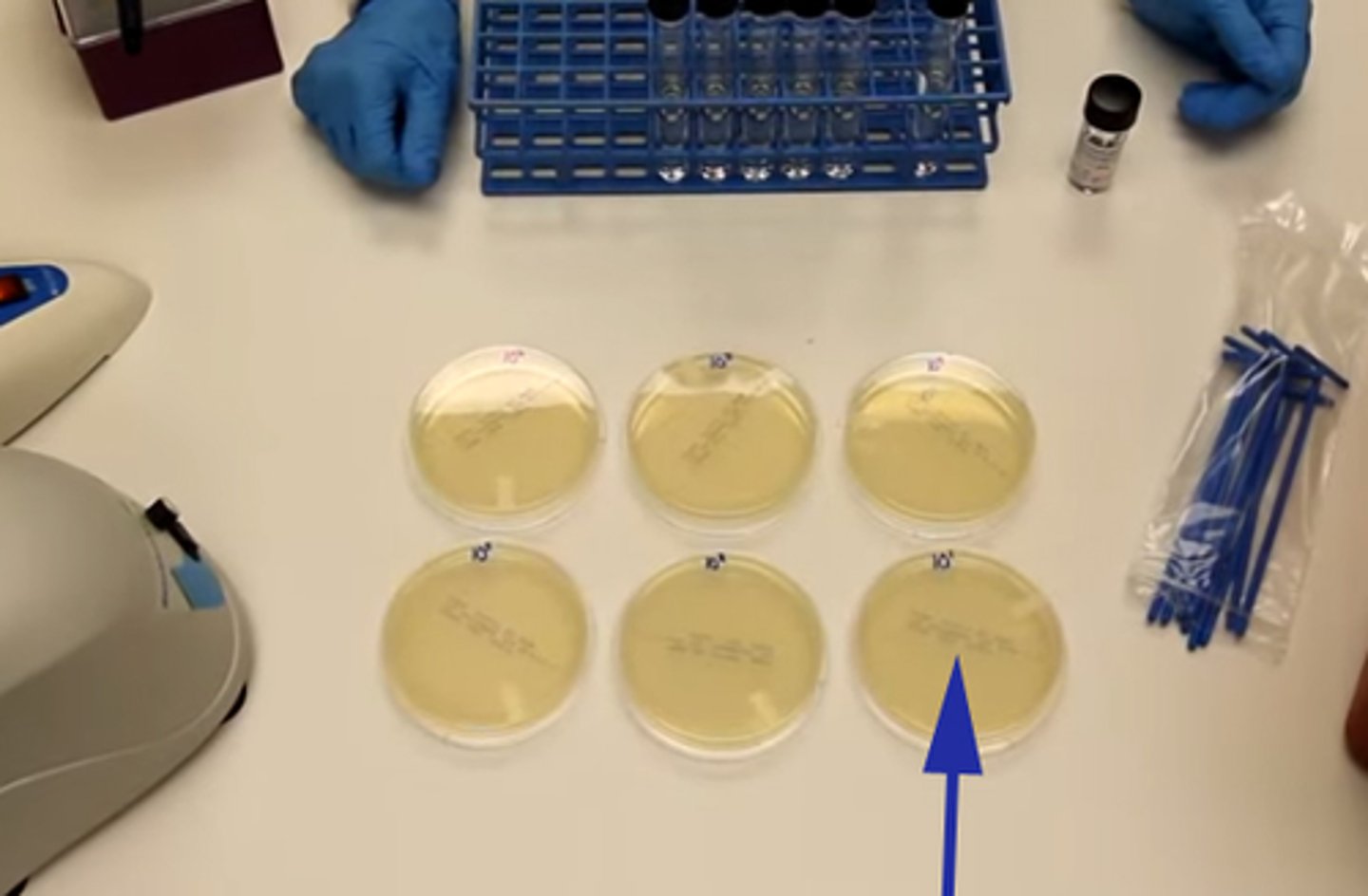 <p>Dilution Concentrations</p>
