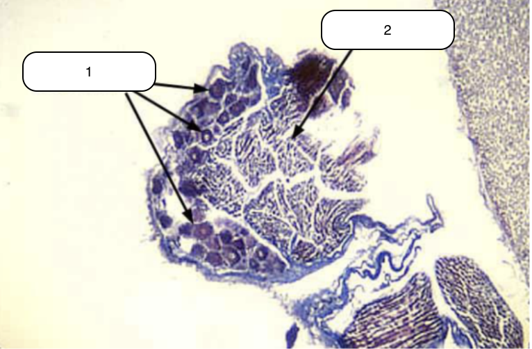 <p>Identify the structure labeled #2</p>