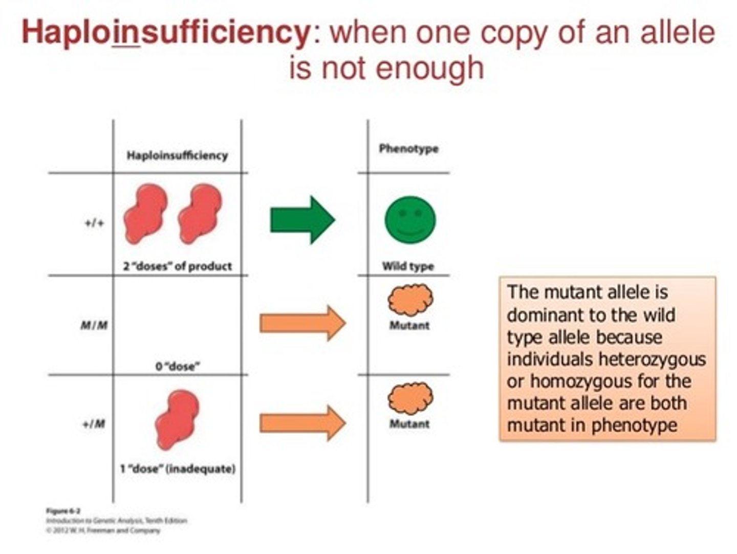 <p>1 copy of WT allele is not enough to express the phenotype = LOF phenotype is expressed</p>