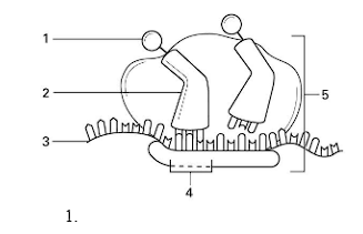 <p>tRNA</p>