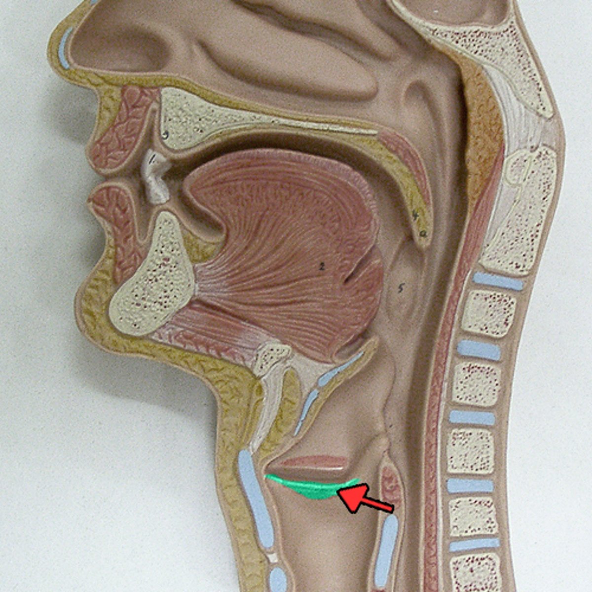 <p>contain bands of elastic tissue called vocal ligaments and are involved in voice production.</p>