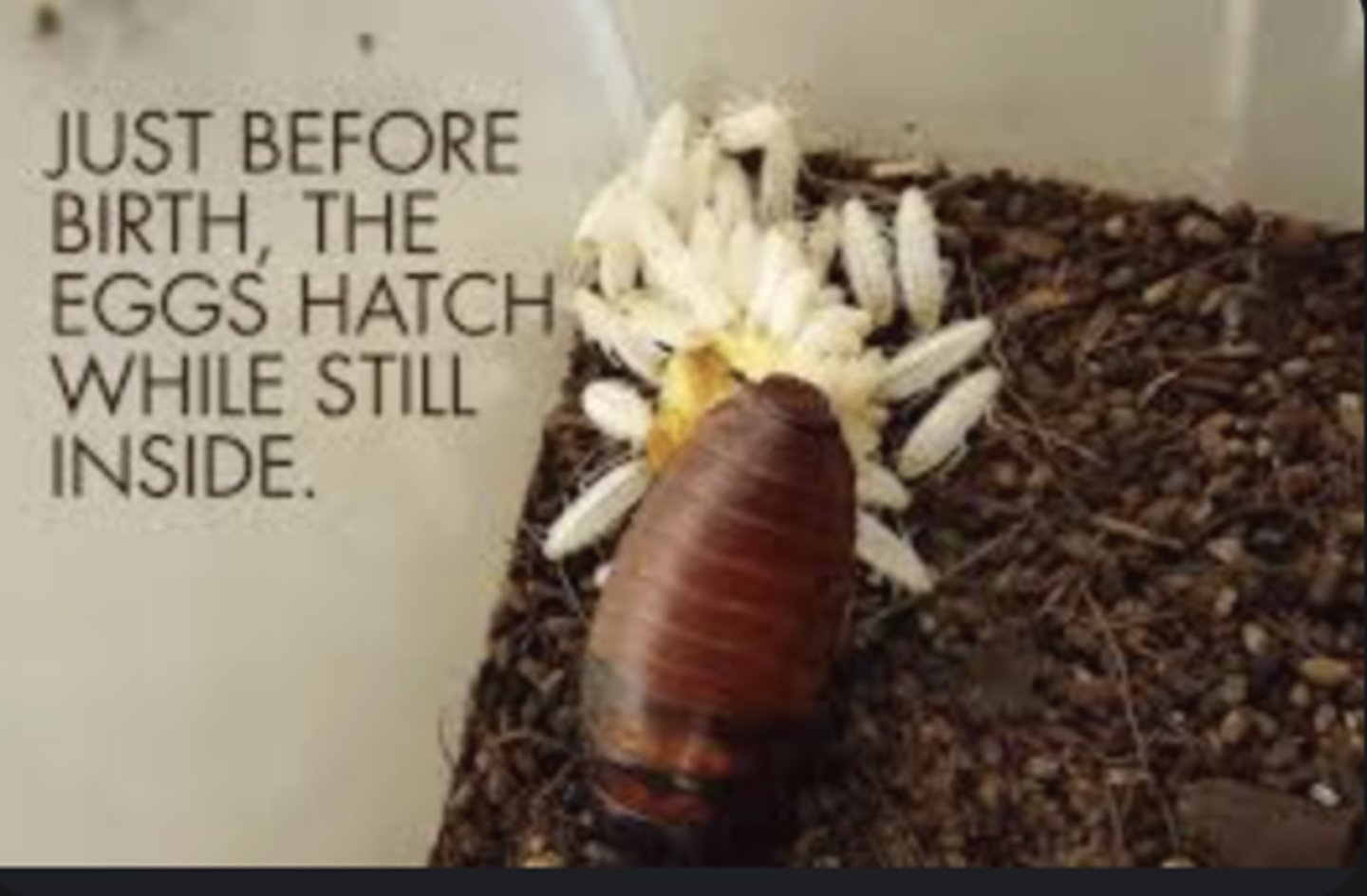 <p>Eggs develop and hatch inside female, producing live young.</p>