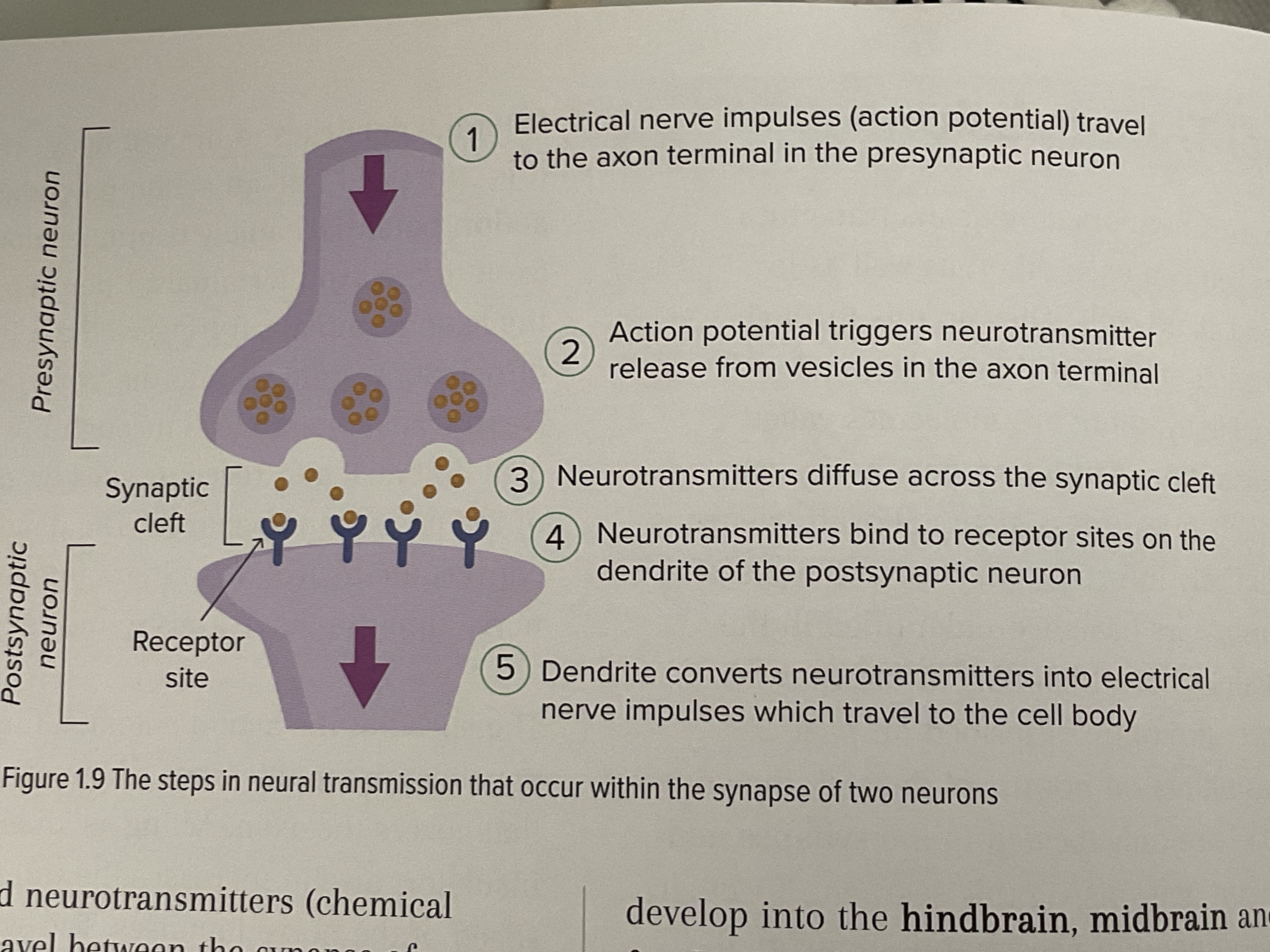 <p>NEUROTRANSMISSION IF AN ELECTRO-CHEMICAL PROCESS</p><ol><li><p>Electrical nerve impulses (action potential) travel to the axon terminal in the presynaptic neuron</p></li><li><p>Action potential triggers neurotransmitter release from vesicles in the axon terminal</p></li><li><p>Neurotransmitters diffuse across the synaptic cleft</p></li><li><p>Neurotransmitters bind to receptor sites on the dendrites of the postsynaptic neuron</p></li><li><p>Dendrites converts neurotransmitters into electrical nerve impulses which travel to the cell body</p></li></ol><p></p>