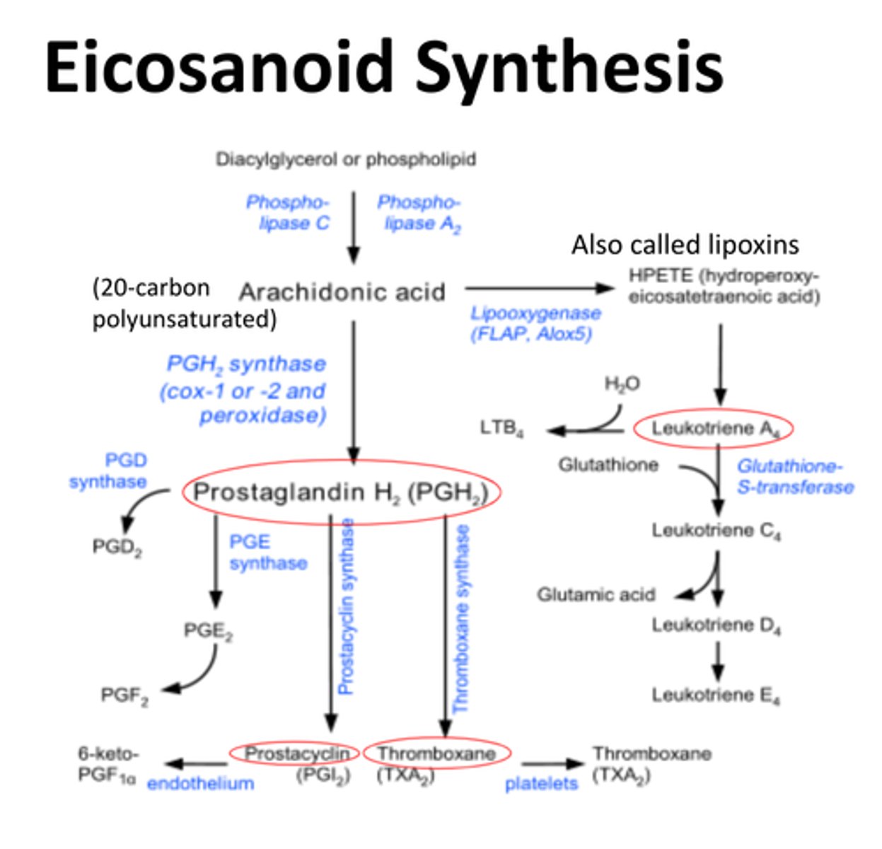 <p>Prostaglandin H synthase</p><p>-prevents conversion of arachidonic acid to Prostaglandin H2 (PGH2)</p>