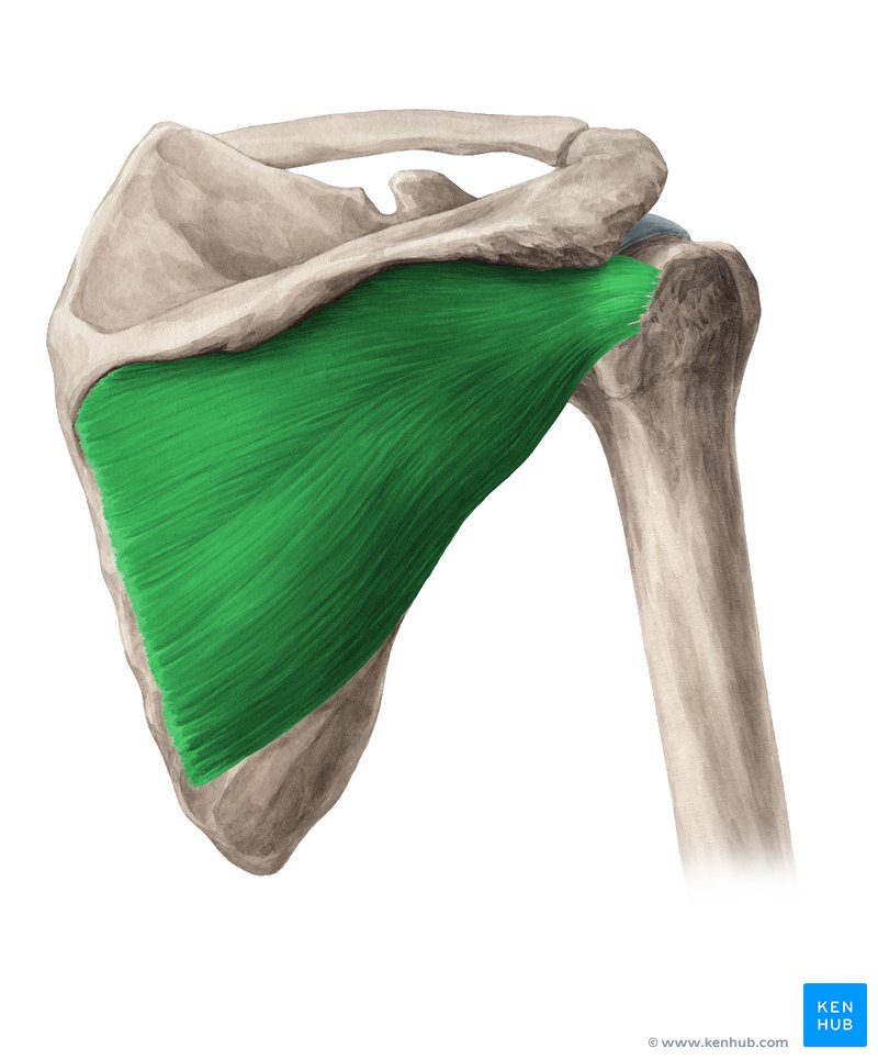 <p>Origin: Medial aspect of infraspinous fossa (scapula) Insertion: Posterior surface of greater tubercle (humerus) Actions: Stabilize GHJ</p>