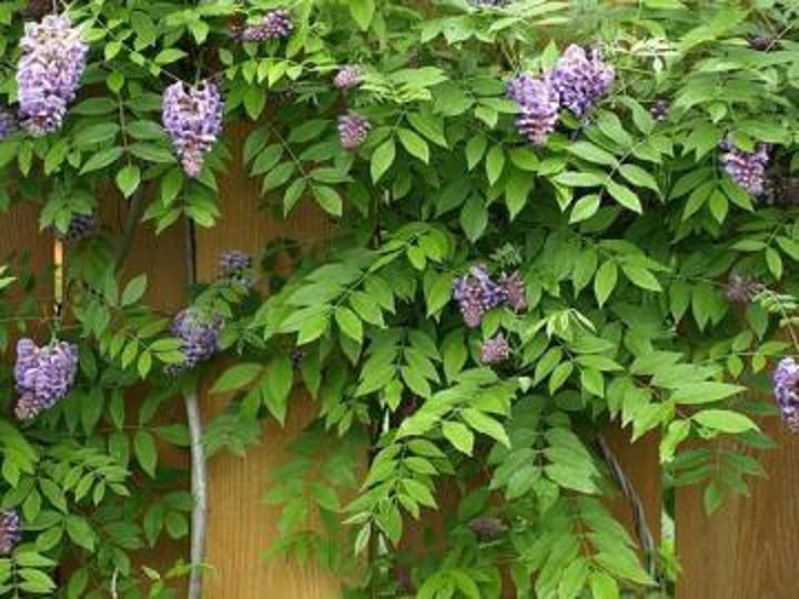 <p>American Wisteria</p>