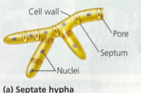 <ul><li><p><span style="line-height: 20.925px;"><strong><span>Pores </span></strong><span>– gaps that enable a wide variety of materials even nuclei and other organelles to flow from one cell-like compartment to the next&nbsp;</span></span></p></li></ul><p></p>