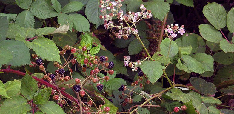 <p>Himalayan blackberry (Invasive)</p>