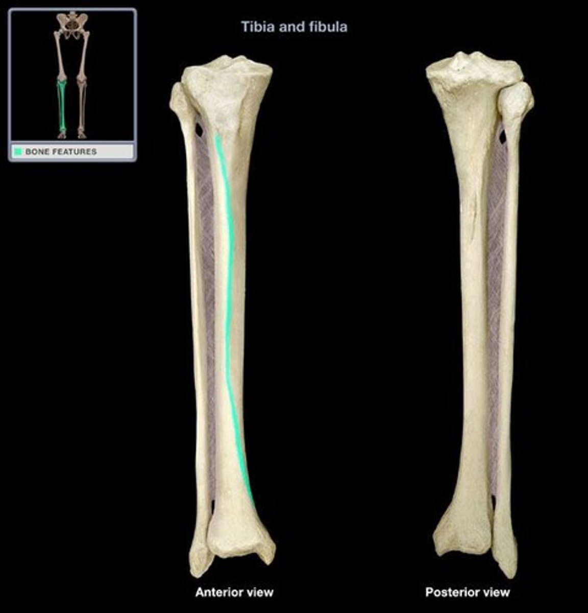 <p>shaft forms the anterior edge of the "shin"</p>