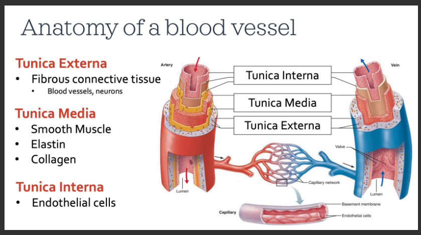 <ul><li><p>blood passes through the center of the tube called the lumen - similar to looking at the top of a paper towel roll</p></li></ul><ol><li><p>Tunica externa: <span>this is the <strong>outermost layer</strong> composed mostly of connective tissue which functions to protect the vessel, adhere it to surrounding tissues, and maintain its appropriate structure. We can find </span><strong>neurons </strong><span>of the sympathetic nervous system, which communicate with the tunica media beneath this layer. In larger arteries and veins, we even find </span><strong>blood vessels </strong><span>in this layer. This ensures that the cells making up the walls of these vessels receive proper oxygen and nutrient delivery. It probably seems odd to think that blood vessels can have blood vessels too!</span></p></li><li><p><span>Tunica Media: this is the <strong>middle layer</strong> that contains </span><strong>smooth muscle</strong><span>, which like skeletal muscle, can contract or relax to various stimuli. Smooth muscle will change the diameter and, thus, the size of the lumen&nbsp;of the vessel. There are also&nbsp;elastic fibres, called </span><strong>elastin</strong><span>. Elastin allows vessels to stretch and recoil back to their resting shape, much like an elastic band would. We also find collagen here, a protein that is common in connective tissue. Different types of blood vessels differ in their proportion of smooth muscle, elastin, and collagen&nbsp;in their tunica media as you will see.&nbsp;</span></p></li><li><p><span>Tunica Interna: this is the <strong>innermost layer</strong>, composed of special cells that line all blood vessels. These cells are known as </span><strong>endothelial cells</strong><span>. This layer is important for normal vessel function.</span></p></li></ol><p></p>