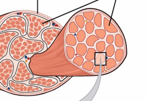 <ul><li><p>Bundles of individual muscle fibers</p></li><li><p><span style="font-family: proxima-nova, Helvetica">Surrounded by perimysium:</span></p><ul><li><p>Thin sheaths of connective tissue</p></li><li><p>Continuous with epimysium at their ends</p></li></ul></li></ul><p></p>