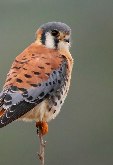 Accipitriformes - Falconidae - Falco sparverius
