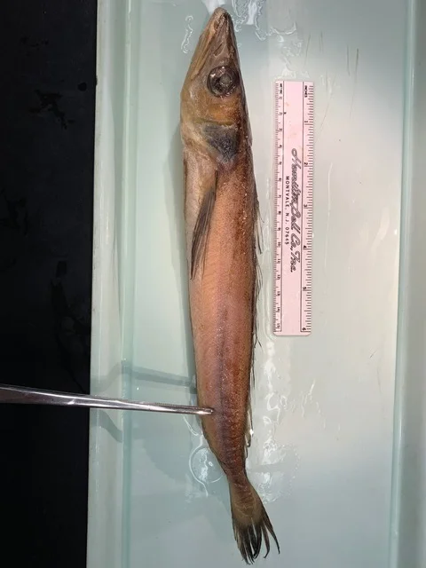 <p>What fish is this?</p>