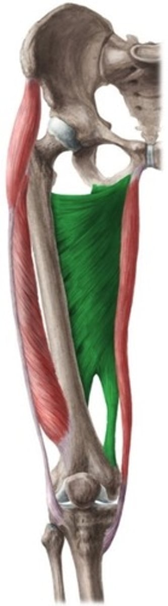 <p>O: caudaal van foramen obturatorium: klein deel van ramus inferior van os pubis, ramus ossis ischii, tot een gedeelte op tuber ischiadicum</p><p>I: waaiervormig, 2 pezen:</p><p>- één op linea aspera</p><p>- één op condylus medialis (tuberculum adductorium);</p><p>ischiocondylair gedeelte</p><p>W:</p><p>- adductie, exorotatie</p><p>- dij in haar oorspronkelijke toestand terug: anteflexie bij retroflexie stand en vice versa</p><p>- Dij gefixeerd (gesloten keten):</p><p>anteversie vanuit retroversie en vice versa (bilateraal)</p><p>heterolaterale rotatie van het pelvis (unilateraal)</p><p>Inn: N. obturatorius + N. ischiadicus (ischiocondylair)</p>
